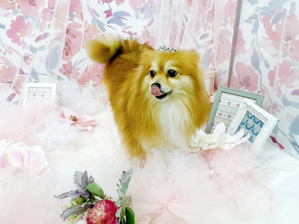生徒が撮影したモデル犬写真♪